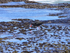 African Oystercatcher
